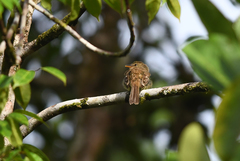 Cnemotriccus fuscatus duidae