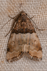 Cobubatha dividua