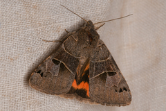 Drasteria edwardsii
