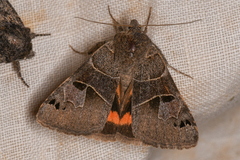 Drasteria edwardsii