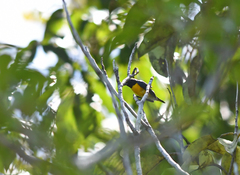 Euphonia minuta