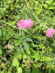 Mimosa microphylla