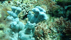 Porites deformis
