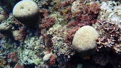 Gardineroseris planulata