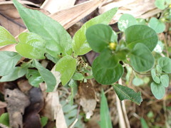 Lysimachia japonica