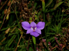 Ennealophus foliosus