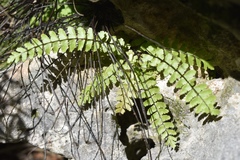 Asplenium heterochroum
