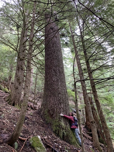 Abies procera iNat (3)