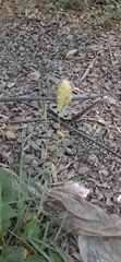 Melanthiaceae