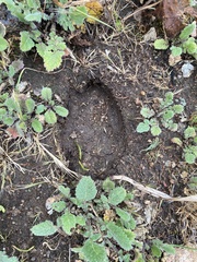 Odocoileus hemionus californicus