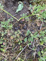 Odocoileus hemionus californicus