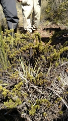 Coprosma ernodeoides