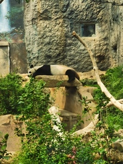 Ailuropoda