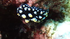 Phyllidia guamensis