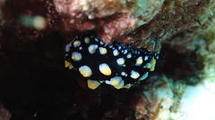 Phyllidia guamensis