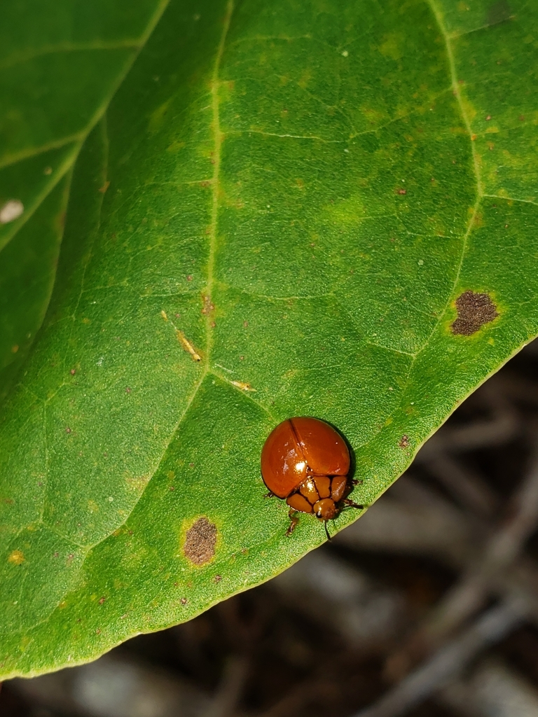 Aegithus schenklingi