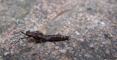 Leptophlebia