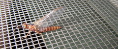 Leptophlebia