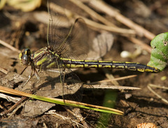 Phanogomphus oklahomensis