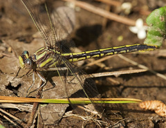 Phanogomphus oklahomensis