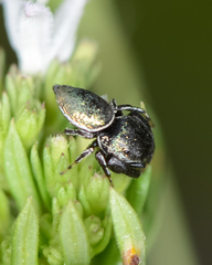 Sassacus papenhoei