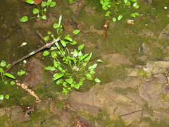 Ranunculus laxicaulis