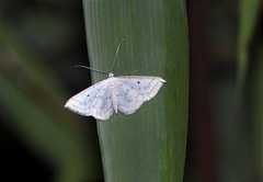 Derambila dentiscripta