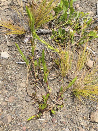 Silene hawaiiensis