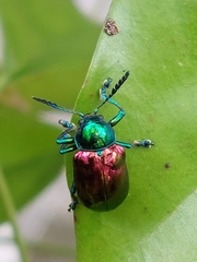 Platycorynus sauteri