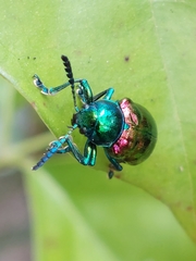 Platycorynus sauteri