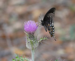 Papilio troilus image