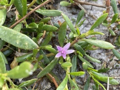 Sesuvium portulacastrum image