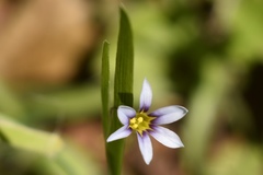 Sisyrinchium rosulatum