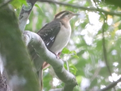 Dromococcyx phasianellus