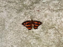 Symbrenthia hypselis