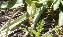 Arigomphus lentulus