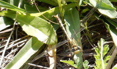 Arigomphus lentulus