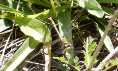 Arigomphus lentulus