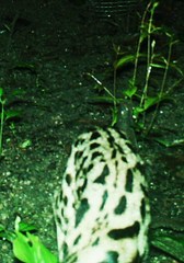 Prionailurus bengalensis