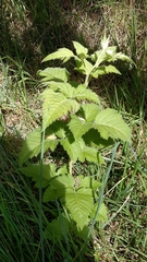 Rubus hawaiensis