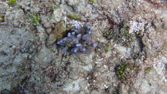 Porites deformis