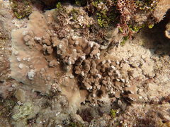 Porites deformis