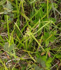 Rhynchospora radicans