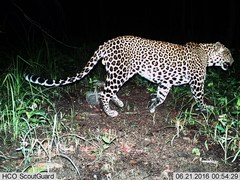 Panthera pardus delacouri