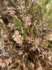 Lepidium acutidens
