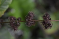 Triumfetta semitriloba