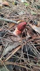 Phallus rubicundus
