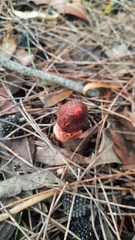 Phallus rubicundus