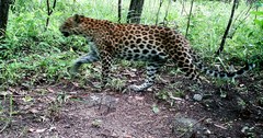 Panthera pardus delacouri
