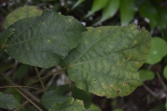 Triumfetta semitriloba